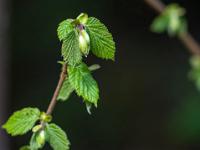 Frische Haselnuß Blatttriebe an Zweigspitze